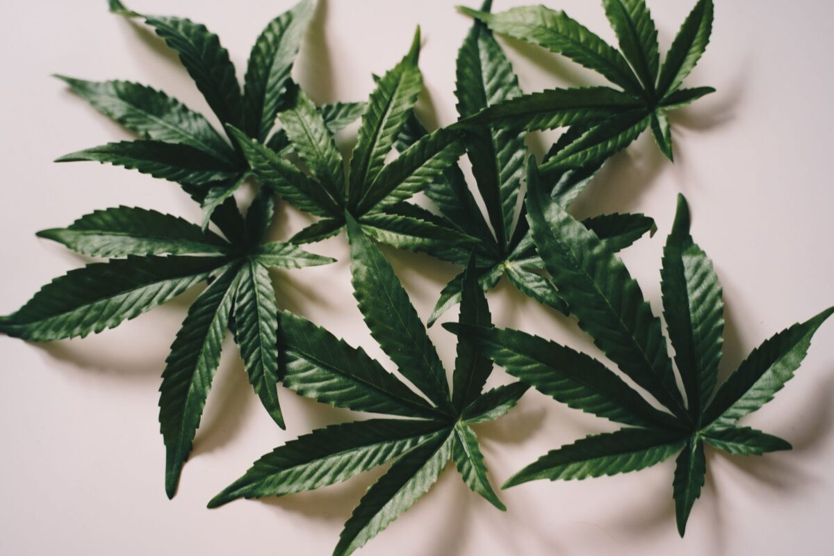 fournisseur cbd professionnels sécuriser conformité thc
